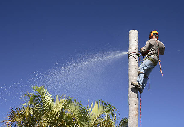 Best Tree Mulching  in Newark, TX